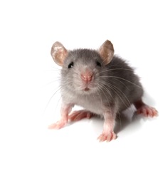 gray mouse isolated on white background