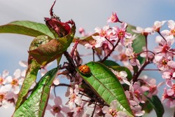 Ladybug sits on a flowering tree. Spring landscape. Ladybug close-up. seven-spot ladybird on leaf in nature