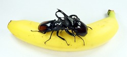 Giant stag beetle Hexarthrius parryi and rhinoceros beetle Xylotrupes gideon on banana. Breeding beetles. Dynastidae. Lucanidae. Coleoptera.  Insects. Battle duel fight beetles.