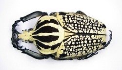 Giant african flower beetle Goliathus orientalis male. Collection beetles. Cetoniidae. Coleoptera. Entomology.