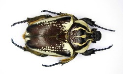 Giant african flower beetle Goliathus goliathus female from Uganda. Isolated. Cetoniidae. Coleoptera. Entomology. Collection beetles.