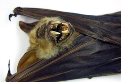 Tropical bat Hipposideros diadema bared mouth, fangs. Horror. Taxidermy.