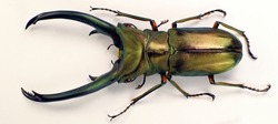 Large stag beetle Cyclommatus elaphus from Indonesia isolated. Collection beetles. Lucanidae. Coleoptera. Entomology. Tropical insects.