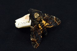 Acherontia atropos Dead Head Moth and sсull of tropical bat isolated on black. Horror. Taxidermy. Sphingidae. Halloween. 