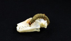 Scary moth caterpillar resembling a snake on a bat skull on black. Catocala larvae on skull Rousettus. Horror. Taxidermy. Halloween