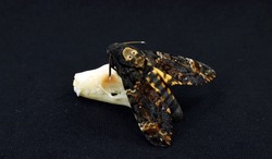 Acherontia atropos Dead Head Moth and sсull of tropical bat isolated on black. Horror. Taxidermy. Sphingidae. Halloween. 