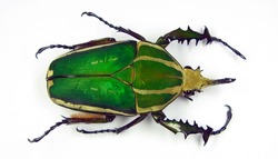 Big green african flower beetle Mecynorhina torquata close up isolated on white. Cetoniidae. Collection beetle. Coleoptera. Entomology