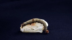 Scary moth caterpillar resembling a snake on a bat skull on black. Catocala larvae on skull Rousettus. Horror. Taxidermy. Halloween 