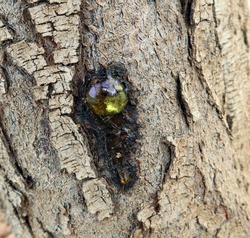 Large round amber smooth blob resin close up, ephemera on tree, hot summer