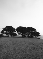 A black and white landscape photo of several trees in a field off a cliff path on the south coast of Guernsey.