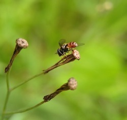Flower flies perched on the weeds