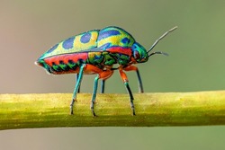jewel bug scutelleridae is a family of true bugs. They are commonly known as jewel bugs or metallic shield bugs due to their often brilliant coloration