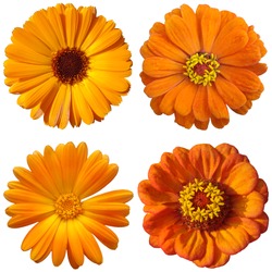 collage with orange flowers