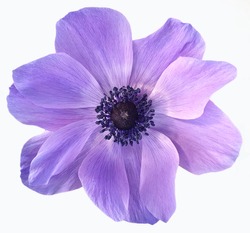 Violet isolated flower on white background 