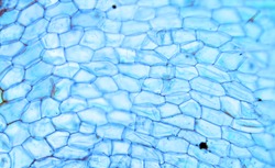 Fuzzy plant cells seen under a microscope