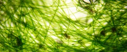 Agae under the microscope, green chlorophyll