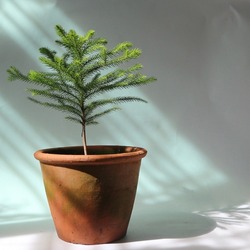 Norfolk Island Pine in a terra cotta pot on white background with natural light