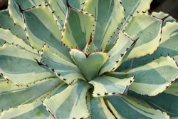 desert diamond, (Ariegated butterfly agave) is succulent plant with remarkably symmetrical, round rosette of green leaves with bright cream, prominent margins, terninal spines emerge yellow 