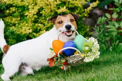 Funny dog at egg hunt during Eastertide