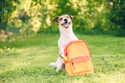 Welcome back to school concept with dog and backpack full of stationery