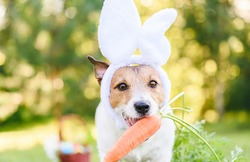 Cute dog wearing Easter bunny's ears fetches large fresh carrot