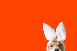 Concept of Easter party with amusing dog wearing bunny ears on bright orange background