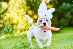 Dog with carrot wearing bunny ears headband as humorous Easter rabbit 