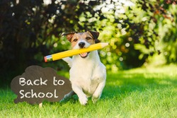 Funny dog next to sign welcoming back to school