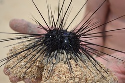 Sea urchin in hands. Echinus. Thai sea urchin
