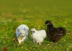 Two fluffy chickens and a white cat are walking together in a clearing. Poultry breed Chinese silkie. Image with selective focus. Funny cute animals.