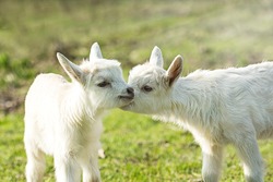 Two cute six days old kid on the green grass. One another tenderly kisses. Selective focus image/