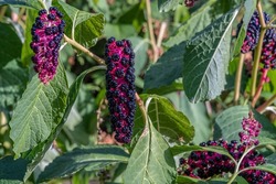 A beautiful plant with berries Lakonos American or Phytolacca Americana in the garden on a flower bed.