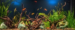 Freshwater aquarium with snags, green stones, tropical fish and water plants.