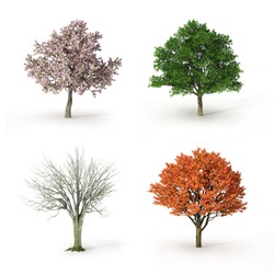 tree at four seasons