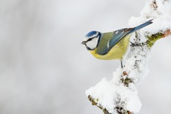 Winter bird (Blue tit)