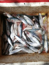 Fresh Sea fish caught in the Eastern cost of srilanka 