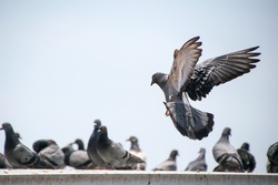 Flying Pigeon 