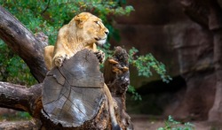 the lioness resting on a tree trunk