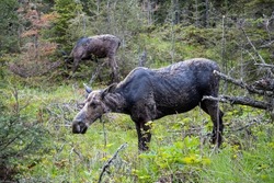 A female moose stands in the foliage with her calf behind her at Isle Royale National Park in Michigan