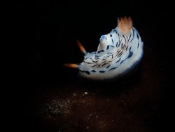 nudibranch, sea slug, tiny creature, macro size