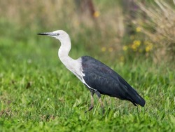 Pacific Heron wandering around grassland looking for food with out of focus posted wire fence, daisy's and long grass in background