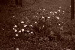 Sepia flowers in the wet grass.                     
