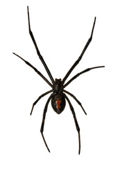 Isolated Female Black Widow over a white Background