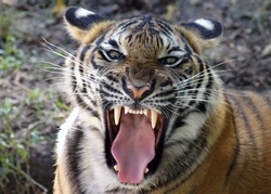 Tiger's Mighty Roar
