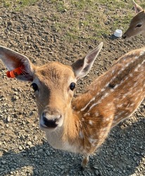 Adorable spotted dear animal at a wildlife preserve cutely stares into the camera. 