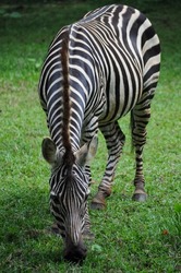 in this photo shows a portrait of a zebra eating green grass, the camera angle is taken from the left side