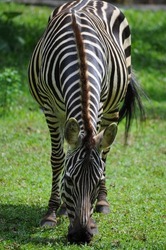 in this photo shows a portrait of a zebra eating green grass
