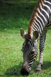in this photo shows a portrait of a zebra's head eating green grass