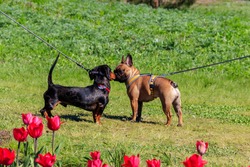 French bulldog and dachshund on leashes meet in park. Concept of walking with dogs