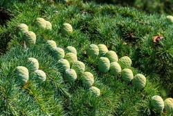 Young cones growing on a branch of a Cedar Tree (Cedrus libani) Cedar of Lebanon or Lebanon Cedar